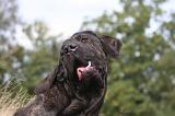 FILA BRASILEIRO 157